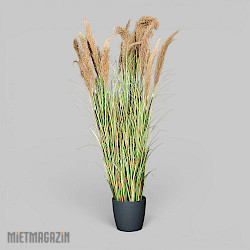 Calypsogras "Gracillimus 180"