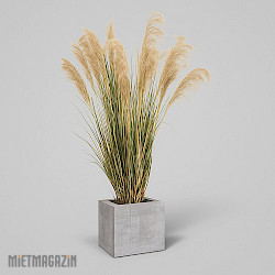 Calypsogras "Gracillimus 180"